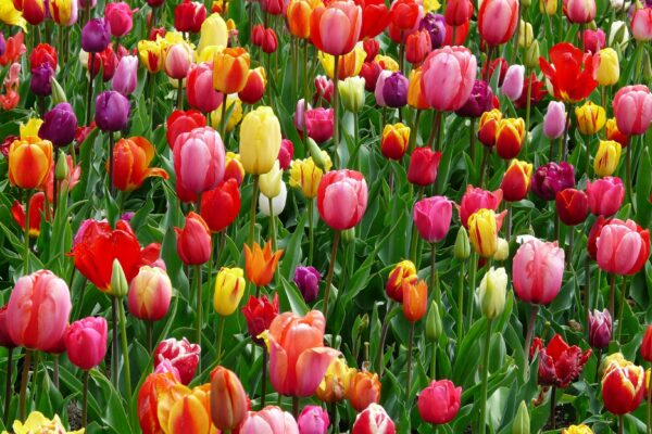 Overcoming Resource Saturation in Project Portfolios resource saturation